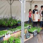 花苗の販売