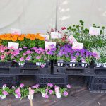 数量限定で昨年の入賞花を販売