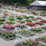 道内の花の生産者が生産した花苗